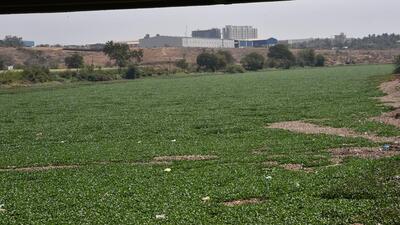 Western bench of the National Green Tribunal (NGT) in its hearing held on September 3 directed six local bodies to submit their responses on Indrayani River pollution within four weeks. (HT) Western bench of the National Green Tribunal (NGT) in its hearing held on September 3 directed six local bodies to submit their responses on Indrayani River pollution within four weeks. (HT)