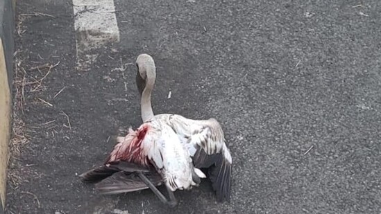 The migratory birds sustain severe injuries after becoming disoriented due to the bright streetlights along the Nerul Jetty