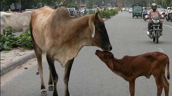 According to MCD data, 9,984 head of cattle have been impounded this year between January and July. (HT Archive)