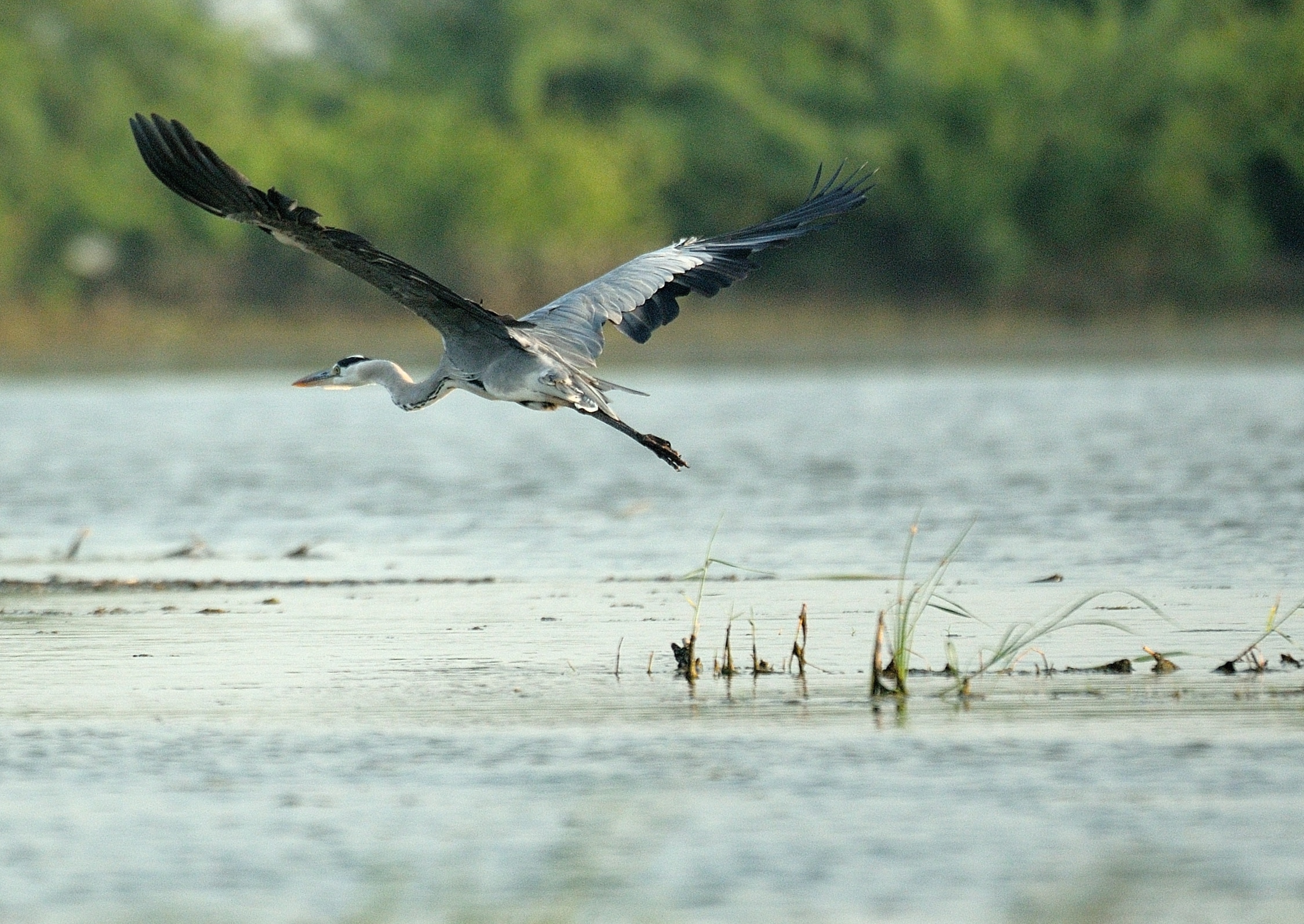 “Japanese folklore sees herons as divine, able to traverse across earth, air and water.” (Prerna Jain) “Japanese folklore sees herons as divine, able to traverse across earth, air and water.” (Prerna Jain)