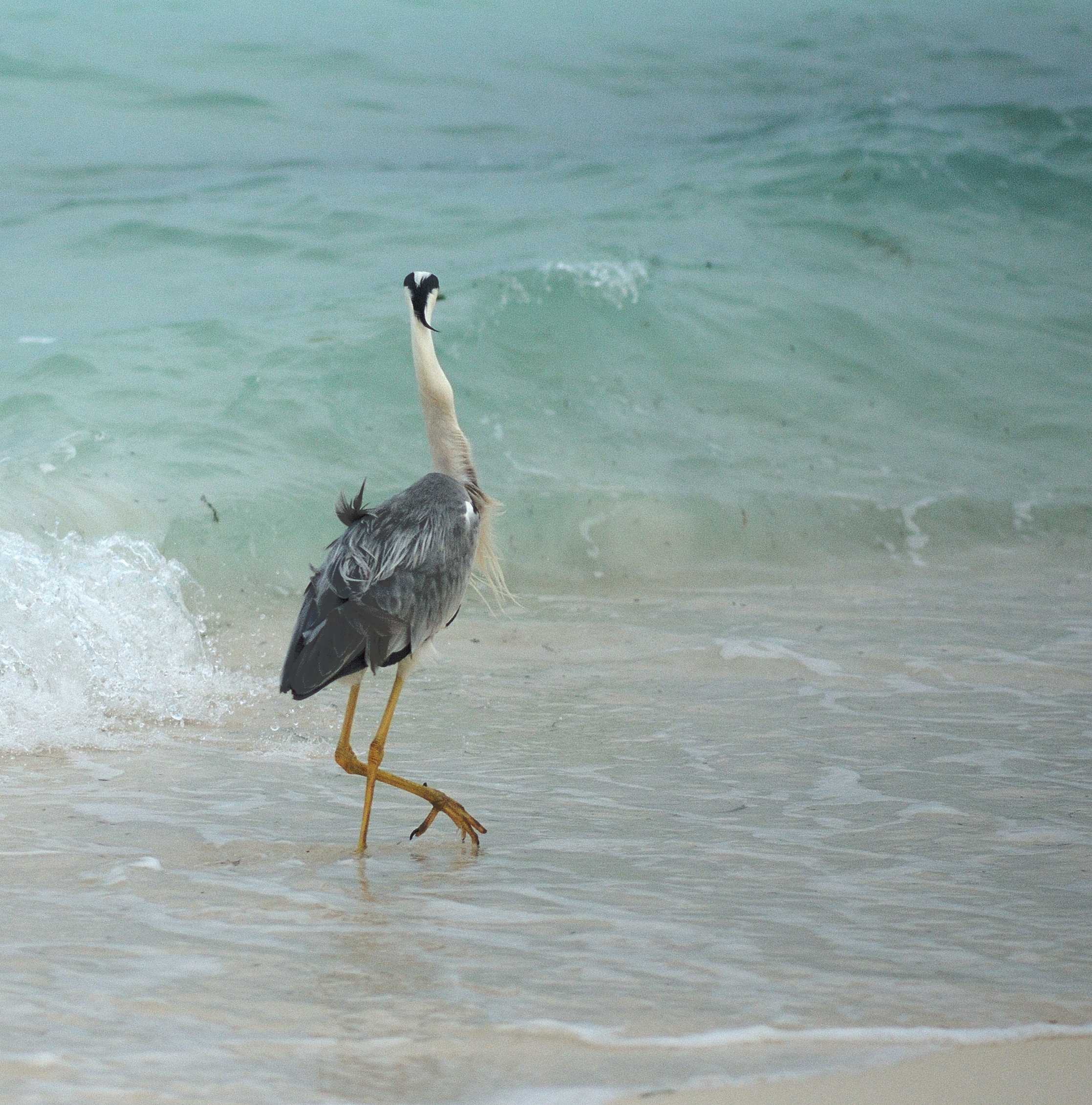 “I was distracted by the charms of a grey heron flaunting its plumage like Hindi film legend Dilip Kumar did in Naya Daur.” (Prerna Jain) “I was distracted by the charms of a grey heron flaunting its plumage like Hindi film legend Dilip Kumar did in Naya Daur.” (Prerna Jain)
