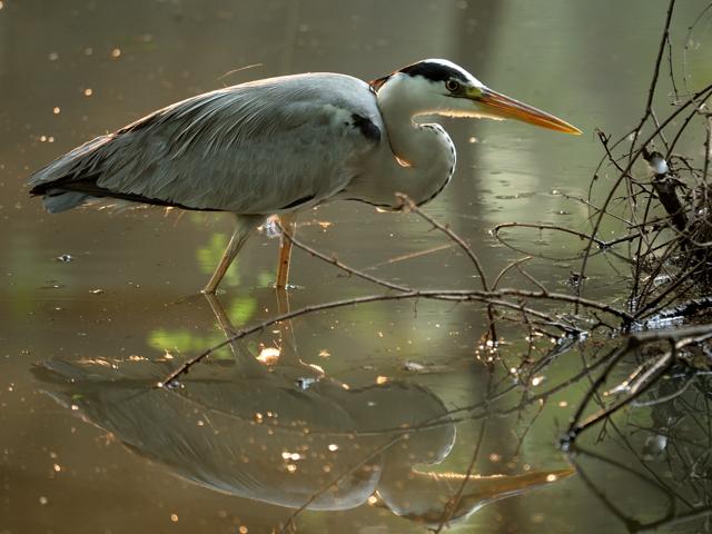 “I wasn’t sure about the languages favoured by the herons I had met in Bharatpur and in other parts of India.” (Prerna Jain) “I wasn’t sure about the languages favoured by the herons I had met in Bharatpur and in other parts of India.” (Prerna Jain)