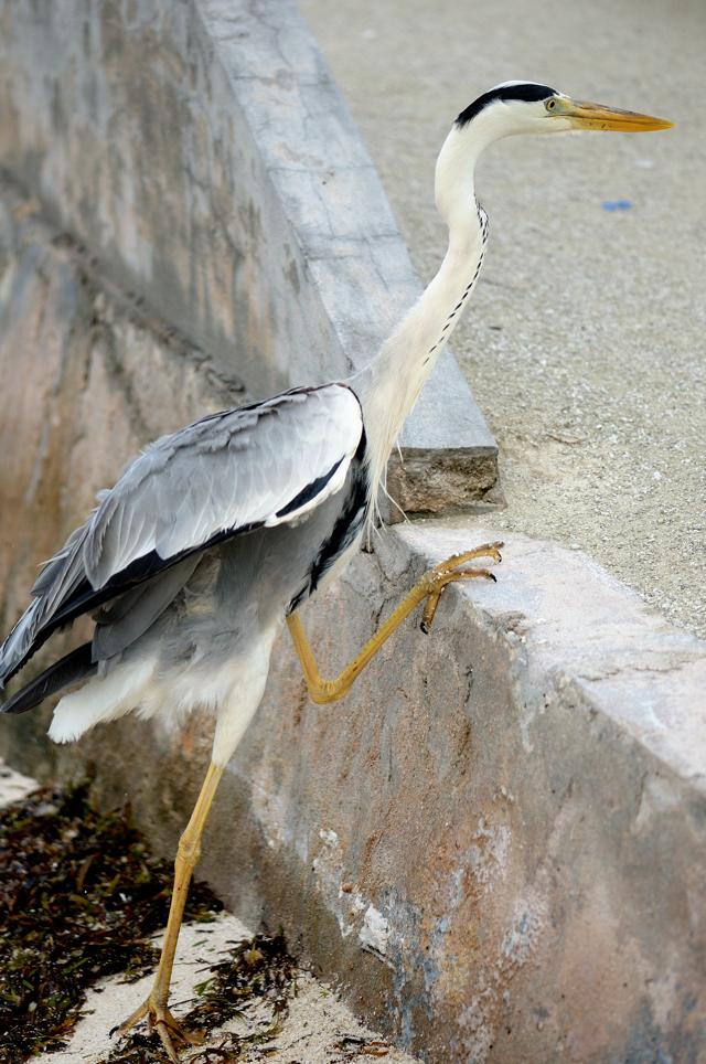 “Following the grey heron on the beach, I saw that it was trying to climb a broken wall. Has it forgotten that it can fly, I wondered?” (Prerna Jain) “Following the grey heron on the beach, I saw that it was trying to climb a broken wall. Has it forgotten that it can fly, I wondered?” (Prerna Jain)