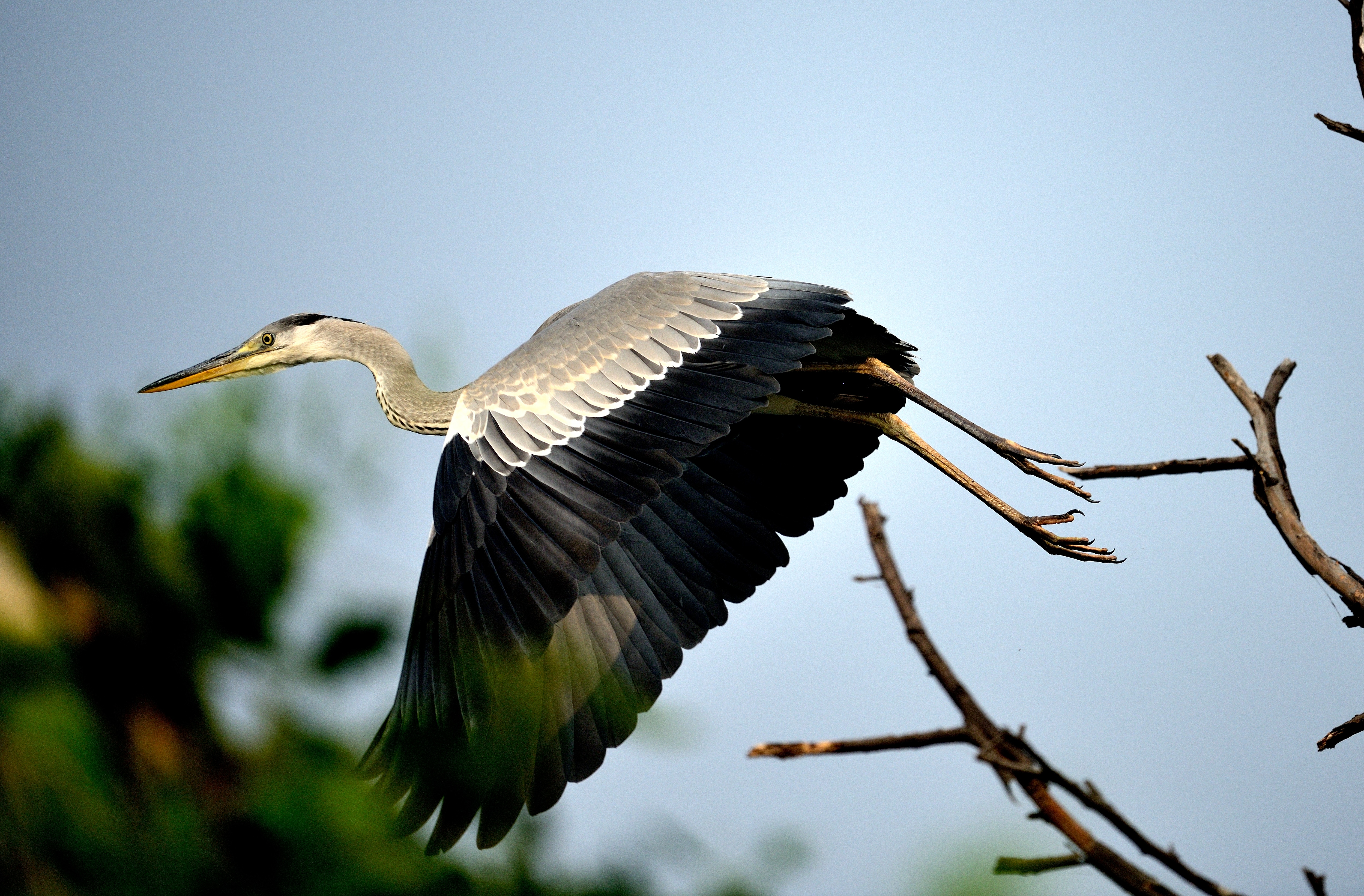“I was waiting for the grey heron to take off so that I too could witness this beautiful sight.” (Prerna Jain) “I was waiting for the grey heron to take off so that I too could witness this beautiful sight.” (Prerna Jain)