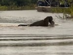 A viral video shows a jaguar stealthily hunting a crocodile, dragging it underwater, and emerging victorious.