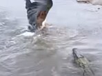 The image shows a clash between an eagle and a crocodile for prey. The image shows a clash between an eagle and a crocodile for prey.