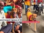 Ganesh Chaturthi 2024: A heartwarming video of a stray dog named Sheru, dressed up for the festival, has gone viral. 