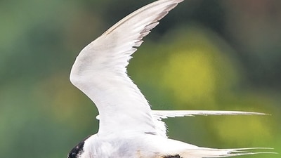 Birders go wild over Arctic Tern spotted in India after 96 years Birders go wild over Arctic Tern spotted in India after 96 years