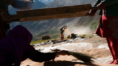 In Ladakh, women are in charge of the majority of agricultural activities. This image shows some of them engaged in winnowing the chaff from piles of grain. (Photo by Sandipan Mukherjee) In Ladakh, women are in charge of the majority of agricultural activities. This image shows some of them engaged in winnowing the chaff from piles of grain. (Photo by Sandipan Mukherjee)