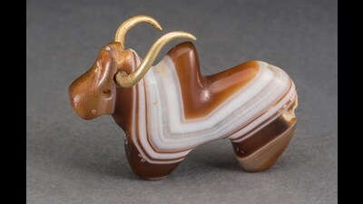A Harappan humped bull with gold horns. A Harappan humped bull with gold horns.
