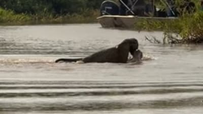 A viral video shows a jaguar stealthily hunting a crocodile, dragging it underwater, and emerging victorious. (Instagram/@jaguarecologicalreserve)