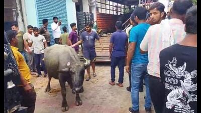 The mob also freed the captured animals, said officials. (Sourced) The mob also freed the captured animals, said officials. (Sourced)