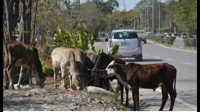 These dairies contribute to stray animals frequently roaming city roads, posing safety and hygiene issues. (File Photo)