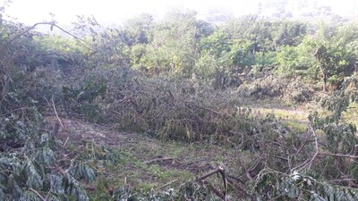 Tractor manufacturing and agricultural service provider company John Deere in June 2023 obtained permission from the forest department to cut 510 trees and translocation of 236 trees at its unit at Sanaswadi. (REPRESENTATIVE PIC) Tractor manufacturing and agricultural service provider company John Deere in June 2023 obtained permission from the forest department to cut 510 trees and translocation of 236 trees at its unit at Sanaswadi. (REPRESENTATIVE PIC)