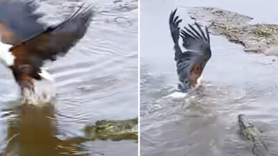 The image shows a clash between an eagle and a crocodile for prey. (YouTube/@Latestsightings) The image shows a clash between an eagle and a crocodile for prey. (YouTube/@Latestsightings)