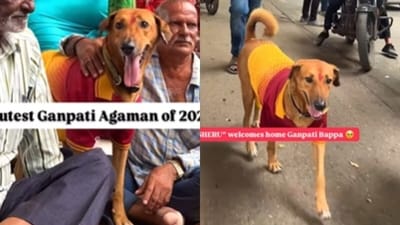 Ganesh Chaturthi 2024: A heartwarming video of a stray dog named Sheru, dressed up for the festival, has gone viral. (Instagram/@ayushh_clicks) Ganesh Chaturthi 2024: A heartwarming video of a stray dog named Sheru, dressed up for the festival, has gone viral. (Instagram/@ayushh_clicks)