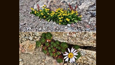 Himalayan Mini-sunflowers (Cremanthodium ellisii) and below, a Daisy (Asteraceae species), at Gun Hill. (Indian Army) Himalayan Mini-sunflowers (Cremanthodium ellisii) and below, a Daisy (Asteraceae species), at Gun Hill. (Indian Army)