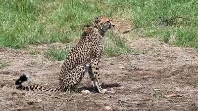 Three cheetahs died in just over a month last year in Madhya Pradesh's Kuno National Park. (File photo)