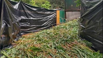 This was the setup done in December when 203 deer were shifted. (HT Photo)