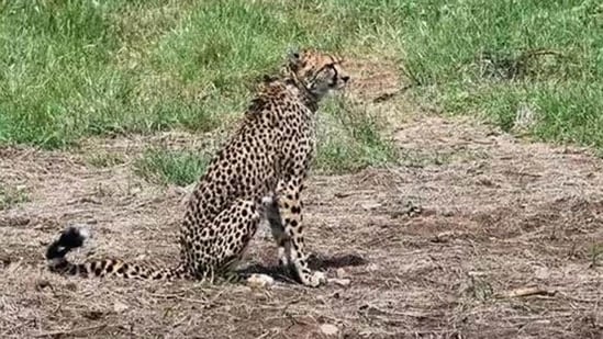 Three cheetahs died in just over a month last year in Madhya Pradesh's Kuno National Park. (File photo)