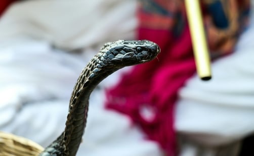 Reportedly, a man died from a cobra bite he endured while recording a stunt. (Unsplash/Godwin Angeline Benjo)