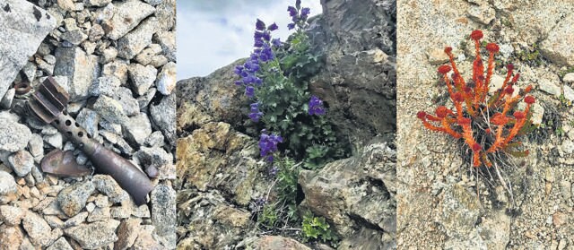A mortar shell fin of Kargil War vintage lying at Gun Hill; flowers blooming there at 16,864 feet, identified by the ‘eFloraofIndia’ botanists as Musk larkspur (Delphinium brunonianum) and Red sedum (Rhodiola tibetica). (Indian Army) A mortar shell fin of Kargil War vintage lying at Gun Hill; flowers blooming there at 16,864 feet, identified by the ‘eFloraofIndia’ botanists as Musk larkspur (Delphinium brunonianum) and Red sedum (Rhodiola tibetica). (Indian Army)
