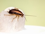 The cockroach caused days of discomfort for the man. 