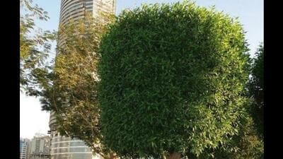 Conocarpus tree (HT photo) Conocarpus tree (HT photo)