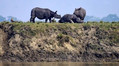 Kaziranga National Park and Tiger Reserve (KNPTR) is the world’s largest habitat of the endangered one-horned rhino. Assam: Get ready for jeep safaris and one-horned rhinos as Kaziranga welcomes tourists again from Oct 1 (HT_PRINT) Kaziranga National Park and Tiger Reserve (KNPTR) is the world’s largest habitat of the endangered one-horned rhino. Assam: Get ready for jeep safaris and one-horned rhinos as Kaziranga welcomes tourists again from Oct 1 (HT_PRINT)