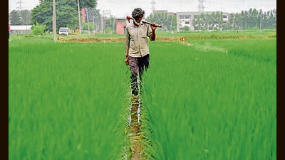 Punjab’s high-quality basmati rice is a preferred choice of consumers in North America, Europe, middle-east and Iran. (HT Photo) Punjab’s high-quality basmati rice is a preferred choice of consumers in North America, Europe, middle-east and Iran. (HT Photo)