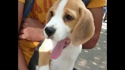 The moments that one shares with one’s pets are invaluable. (File) The moments that one shares with one’s pets are invaluable. (File)