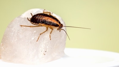 The cockroach caused days of discomfort for the man. (Unsplash) The cockroach caused days of discomfort for the man. (Unsplash)