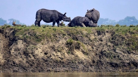 Kaziranga National Park and Tiger Reserve (KNPTR) is the world’s largest habitat of the endangered one-horned rhino. Assam: Get ready for jeep safaris and one-horned rhinos as Kaziranga welcomes tourists again from Oct 1 (HT_PRINT)