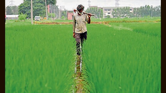 Punjab’s high-quality basmati rice is a preferred choice of consumers in North America, Europe, middle-east and Iran. (HT Photo)