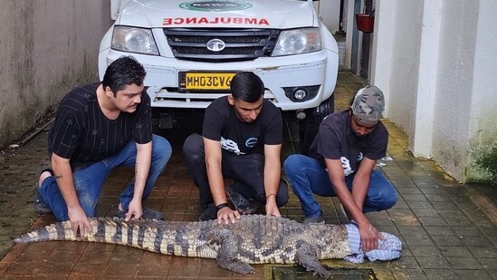 A 9-foot-long crocodile was rescued in Mulund by RAWW and the Mumbai forest department (Photo credit: Yogesh Naik/Hindustan Times)