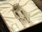 One of the two ‘non-human alien corpses’ displayed at Mexico Congress One of the two ‘non-human alien corpses’ displayed at Mexico Congress