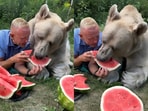 A viral video of a Russian man feeding watermelon to a giant bear has shocked social media. A viral video of a Russian man feeding watermelon to a giant bear has shocked social media.