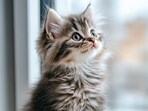 view-adorable-persian-domestic-cat