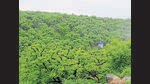 The CEC has reported that there was non-compliance on multiple fronts, including on-site greening norms, compensatory afforestation for tree felling, and mandatory approvals under the Forest Conservation Act. (Photo by Parveen Kumar/Hindustan Times