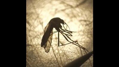 FILE - In this Aug. 26, 2019, file photo, Salt Lake City Mosquito Abatement District biologist Nadja Reissen examines a mosquito in Salt Lake City. Eastern equine encephalitis, a rare and deadly mosquito-borne illness, saw a small but worrisome increase in the summer of 2019. The numbers remain very low _ just 38 cases in 2019. But that’s more than double the annual number in the past decade, and it included 15 deaths. (AP Photo/Rick Bowmer, File) (AP) FILE - In this Aug. 26, 2019, file photo, Salt Lake City Mosquito Abatement District biologist Nadja Reissen examines a mosquito in Salt Lake City. Eastern equine encephalitis, a rare and deadly mosquito-borne illness, saw a small but worrisome increase in the summer of 2019. The numbers remain very low _ just 38 cases in 2019. But that’s more than double the annual number in the past decade, and it included 15 deaths. (AP Photo/Rick Bowmer, File) (AP)