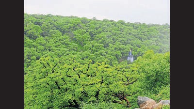 The CEC has reported that there was non-compliance on multiple fronts, including on-site greening norms, compensatory afforestation for tree felling, and mandatory approvals under the Forest Conservation Act. (Photo by Parveen Kumar/Hindustan Times The CEC has reported that there was non-compliance on multiple fronts, including on-site greening norms, compensatory afforestation for tree felling, and mandatory approvals under the Forest Conservation Act. (Photo by Parveen Kumar/Hindustan Times