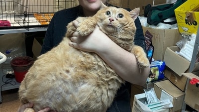 Kroshik the cat weighs a staggering 17 kilograms and is too fat to move. (Instagram/@matroskin_prm) Kroshik the cat weighs a staggering 17 kilograms and is too fat to move. (Instagram/@matroskin_prm)