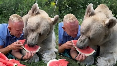 A viral video of a Russian man feeding watermelon to a giant bear has shocked social media. (Instagram/@panteleenko_svetlana) A viral video of a Russian man feeding watermelon to a giant bear has shocked social media. (Instagram/@panteleenko_svetlana)
