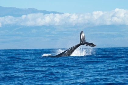 The best time to do whale watching in Lahaina is from December through April. (Unsplash )