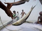 The Bangladesh government has banned the export of Hilsa to India, ahead of Durga puja celebrations