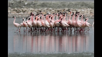 ‘Flamingo-City’ is a traditional breeding site for Flamingo in India. (Representational image)