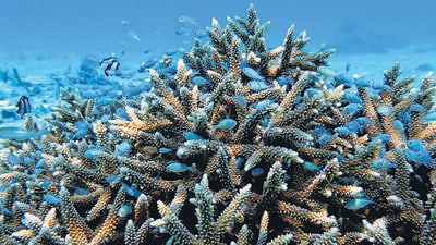 An aggregation of damsel fish in the thickets of a branching Acropora corals in Agatti. (Alvin Anto) An aggregation of damsel fish in the thickets of a branching Acropora corals in Agatti. (Alvin Anto)