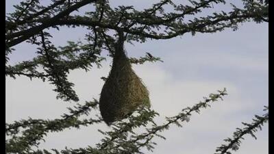 The birds leave once they learn to take flight. That is the design of nature. The nest remains. (HT File)