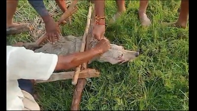 The captured fifth wolf before being shifted to a safe place on Tuesday morning. (Sourced video image) The captured fifth wolf before being shifted to a safe place on Tuesday morning. (Sourced video image)