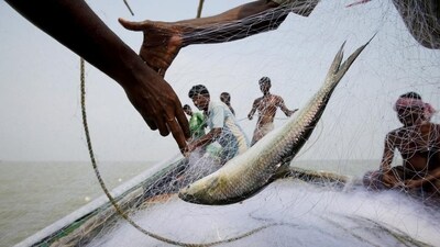 The Bangladesh government has banned the export of Hilsa to India, ahead of Durga puja celebrations (REUTERS) The Bangladesh government has banned the export of Hilsa to India, ahead of Durga puja celebrations (REUTERS)